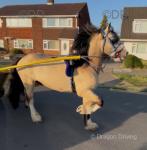 Tank, 14.2hh WPB Stallion at Stud 