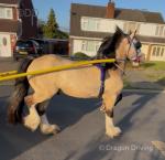 Tank, 14.2hh WPB Stallion at Stud 
