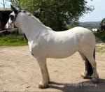 13hh cob mare. Lady 13hh cob mare, 8 years old. Good with farrier, lead, load, travel. (Barefoot). Lady is broken to ride & has hacked out alone & in company. (Can provide further pics/videos)! She can walk, trot, canter & pop a small jump in the arena. She is a safe but forward ride so I am advertising her as not for a novice! Would suit 2nd pony for confident child or young teen/small adult. 

