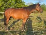 Illusion Du Rib, bay 7 year old French trotter mare. Standing at 16.1hh by French stallion Cyprien Des Bordes. Scanned in foal due 2026 to cob stallion James Smith big Diesel horse.

