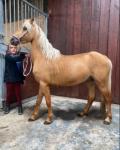 Flash Harry palomino 3 year old 12.1hh pony. He has got a real presence about him. He is a good driving pony, recently broken to drive this year. 