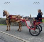 Flash Harry, Driving Gelding 