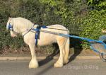 Nala. Here I've got a 3 year old cremello filly, currently standing at 13.3hh to make around 14.2hh/14.3hh.

