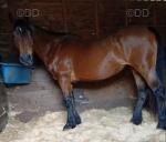 Princess, 15hh Riding Mare