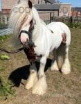 12.2hh stallion 6 years old. Ride & drive. Bombproof. 