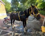 Good pacer for sale, quiet as anything around cars and traffic a baby can ride her. 
