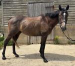 Two absolutely saint of horses for sale. Both from Ireland never raced either of them so totally unspoilt and clean legs no injuries. Both are super well behaved to ride for there ages never put a foot wrong will both make fab riding horses and have lovely calm temperament and loved being fussed. 