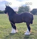 Trevor is a full up 15.2hh gypsy cob gelding. 100% ride & drive, been there done it all. 