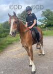 Stunning 4 year old, 13hh Welsh C Mare. Absolutely stunning mare, really easy to do. Handled and ridden by an 11 year old. Will tie up and stand all day long being pampered. Will pick up all four hooves. Nothing fazes her. She has recently been backed and exposed to traffic. She is taking everything in her stride and is loving learning and having a job.


