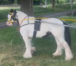 Here we have Katie for sale, five year old heavy cob mare, riding and driving. A good driving pony at that! Done a couple of drives and done Appleby. 