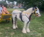 Katie, 12.2hh Ride and Drive Mare 