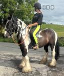 Ride & drive 3 year old gelding just broken so green but willing, ready for someone to put their own stamp on him. Good bone & feather, evenly marked will make a nice show cob with some schooling. 