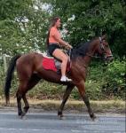 16hh gelding Standardbred, absolutely bombproof. Rides out alone and in company, will pop a jump, a lovely horses to be round, 4 years old. 