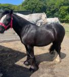 Super safe 13hh cob mare, ride & drive, kid & traffic proof! Based in Lancashire. Meet our lovely 4 year old cob mare, standing at 13hh. She's as close to bombproof as they come, ridden by both children and small adults. She's done farm rides, hacks out confidently alone or in company, and is fantastic in traffic (tractors, lorries, barking dogs – no drama!). 
