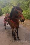 14hh 2 year old filly to make 15hh. Ride and drive. Teenagers drive her round town, she's very quiet. Good to handle, shoe, etc... 