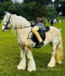 Ride and drive 7 year old 13.1hh mare. Passported, chipped and wormed. Good to wash, brush, feet, load, travel. Just green needs the miles put under her belt but she really is a beautiful mare. 