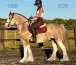 14.2hh 5 year old bay roan gelding. Walk, trots, canters in the school, hacks alone and in company. Doesn't get fizzy in open spaces. Will go first or last. Good to bath, clip, shoe, load, etc... 