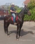 16hh ride and drive trotter gelding. 100 percent in traffic. Nothing phases him. 
