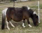 Mini Shetland Mare