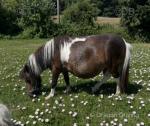 Mini Shetland Mare
