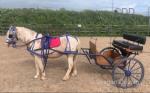 Bailey is one in a million palomino and white second to none gelding. 12.3hh, ride and drive. 