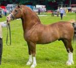 Budore Alphonsus, 12 years old & broken to drive. We are offering a stallion of a lifetime, he's bred in the purple with breeding that isn't going to come around again. 