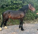 15.1hh 3 year old colt for sale. Ride and drive. Very well bred, 
steps very well. Welsh D. 
