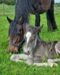 13.2hh Mare