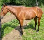 Standardbred bay gelding, 17hh. Broken to ride and drive, he has saddled raced. A nice, big horse, sound in wind and limb. 