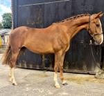 Tinks, 2 Year Old Filly