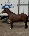12.2hh Riding Gelding