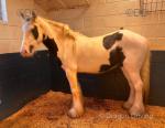 14.2hh Mare
