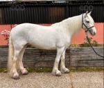 14.2hh, 11 year old unicorn mare. Mary is your ultimate super safe happy hacker, she loves a fuss and a pamper. Lovely ground manners, stands to mount, lovely straight forward ride, good in open spaces, great in traffic. 
