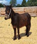 Moana, 2 Year Old Mule Filly