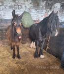Moana, 2 Year Old Mule Filly