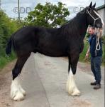2 Year Old Shire Colt