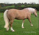 14.3hh palomino mare, home bred, Hackney x Welsh. 11 years old, ride and drive but been out of work for 12 months due to family commitments. 