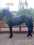 3 Year Old Filly 