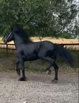 3 Year Old Filly 