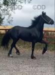 3 Year Old Filly 