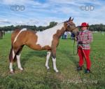 Luna, 3 Year Old Filly