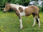 Luna, 3 Year Old Filly
