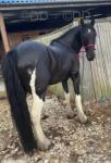 14.1hh Ride & Drive Gelding