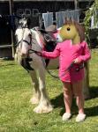 Splash, 12hh Riding Mare