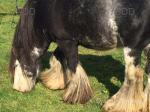 13hh Stallion