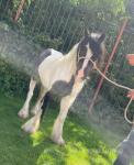 12.2hh Ride & Drive Mare