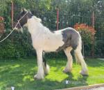 12.2hh Ride & Drive Mare