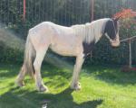 Ride & Drive Filly