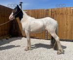 Ride & Drive Filly