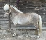 2 Year Old Filly
